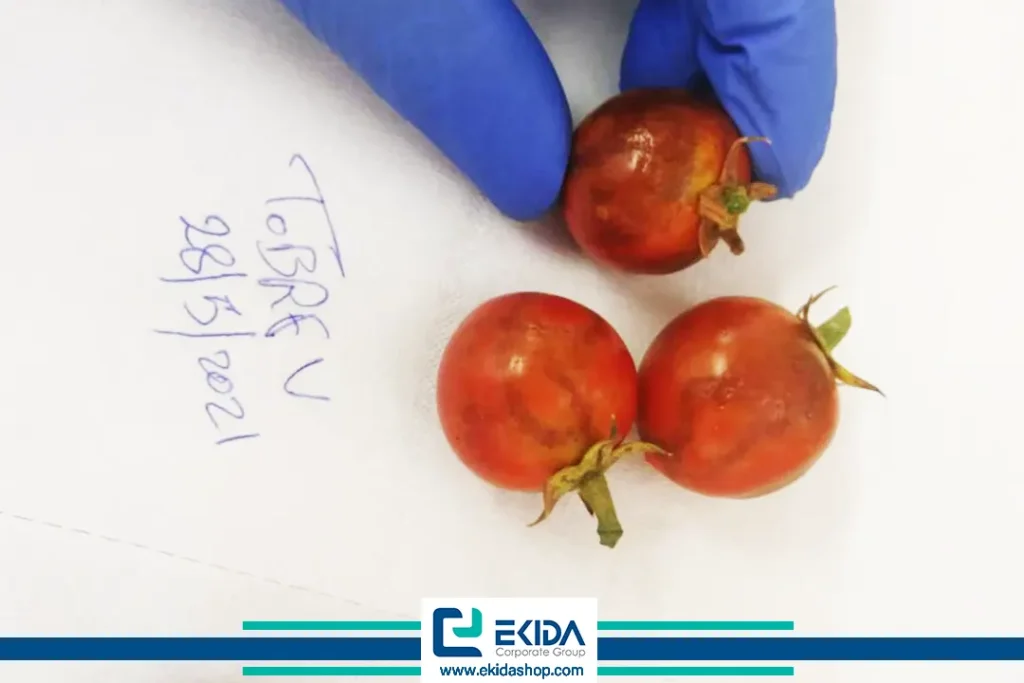 علائم روگوز در میوه گوجه فرنگی