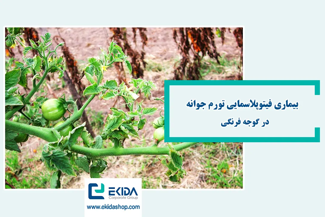 بیماری فیتوپلاسمایی تورم جوانه در گوجه ‌فرنگی