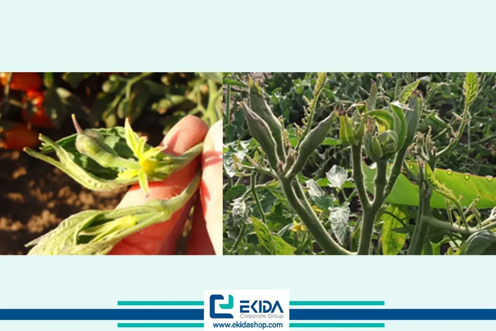 بیماری فیتوپلاسمایی در گوجه فرنگی