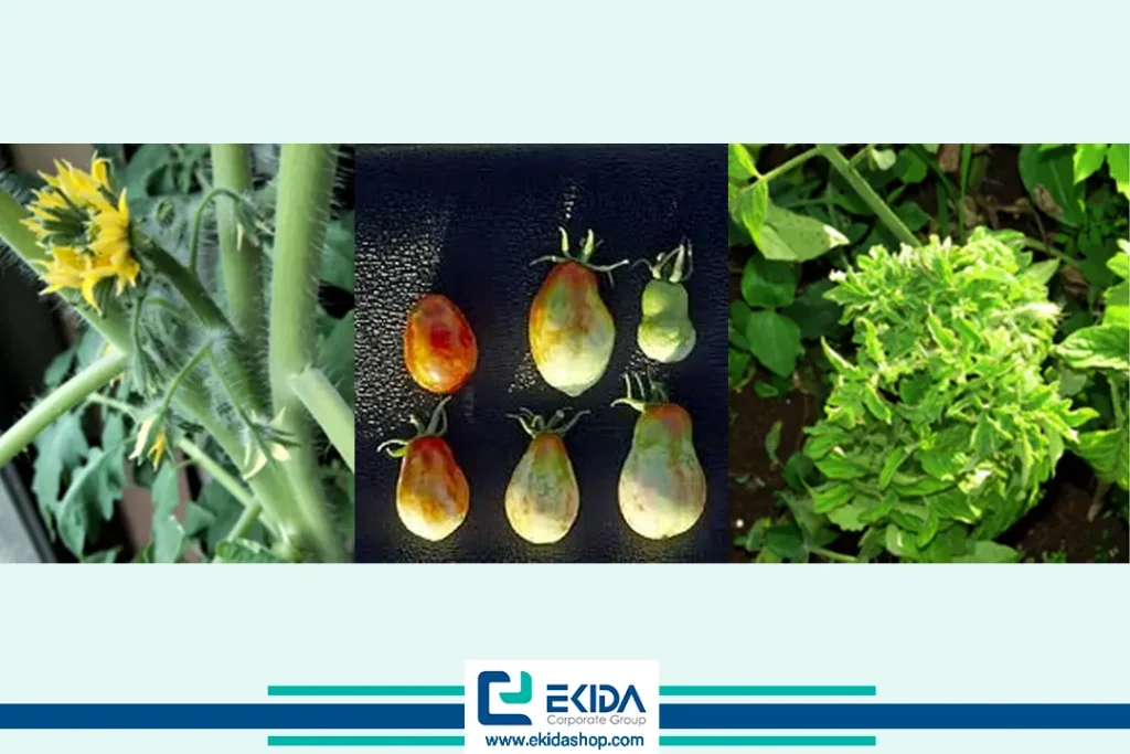 علائم فیتوپلاسمایی تورم جوانه گوجه ‌فرنگی