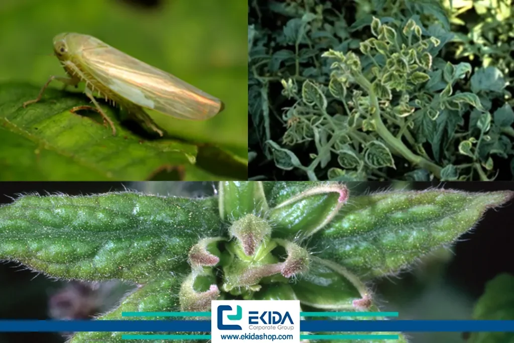 تورم جوانه گوجه فرنگی