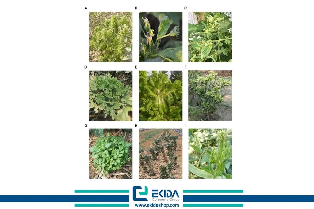 چرخه بیماری فیتوپلاسمایی گوجه فرنگی