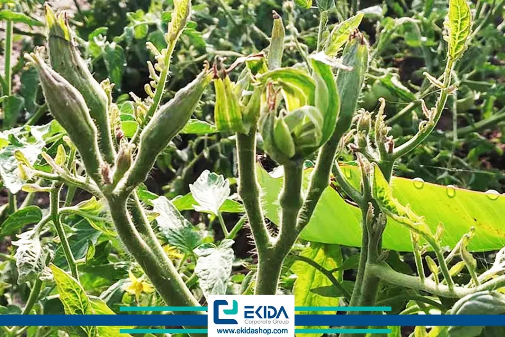 بیماری فیتوپلاسمایی گوجه فرنگی