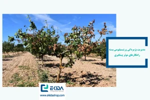 پژمردگی ورتیسیلیومی پسته