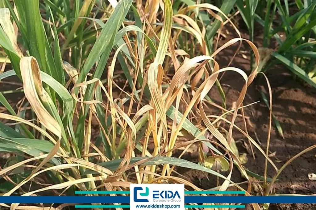 ویروس کوتولگی گندم