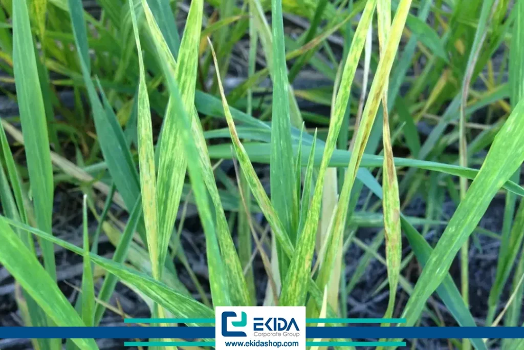 ویروس موازییک رگه‌ای گندم