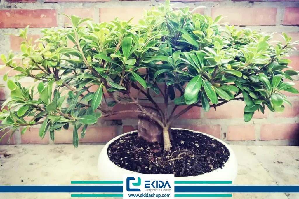 بونسای میخک هندی