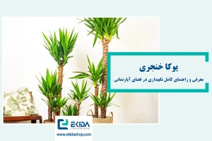 یوکا خنجری