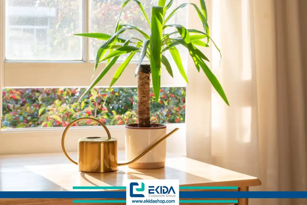 یوکا خنجری در خانه