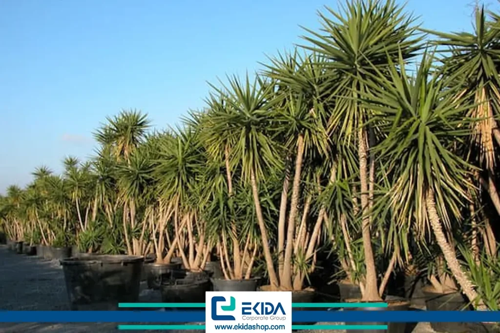 معرفی یوکا خنجری