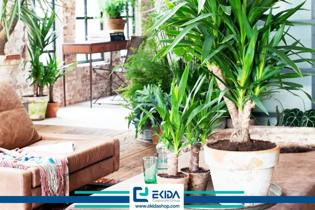 نگهداری از یوکا خنجری