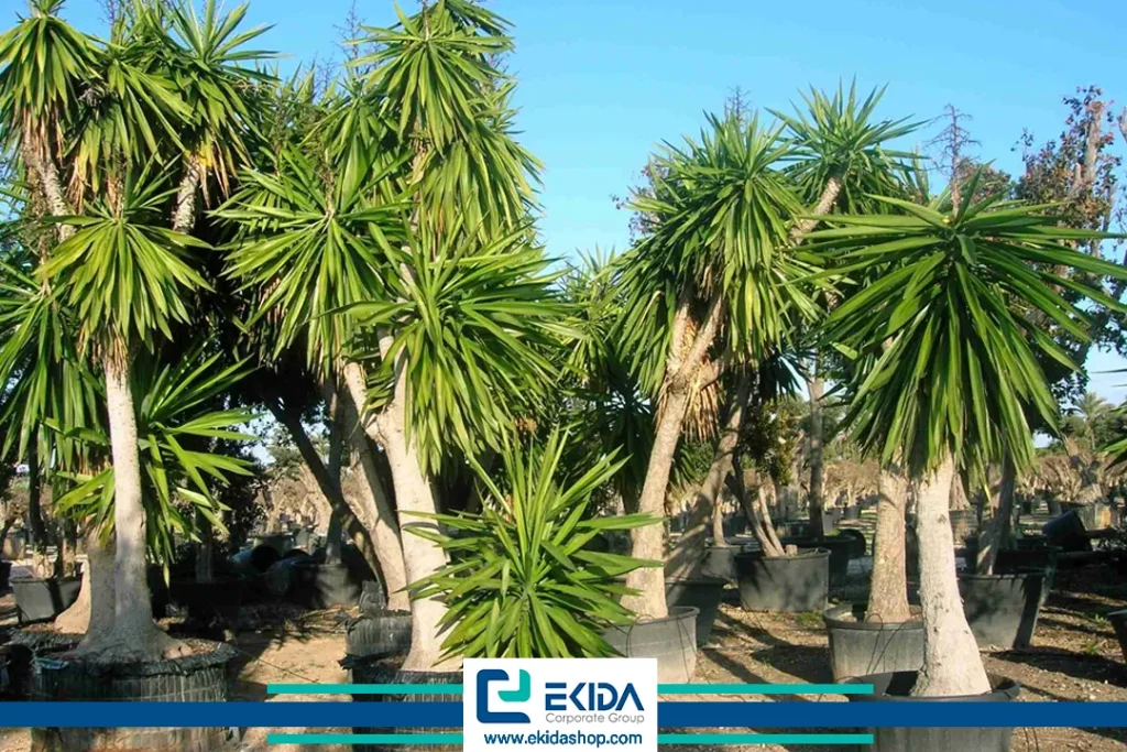 درخت یوکا خنجری