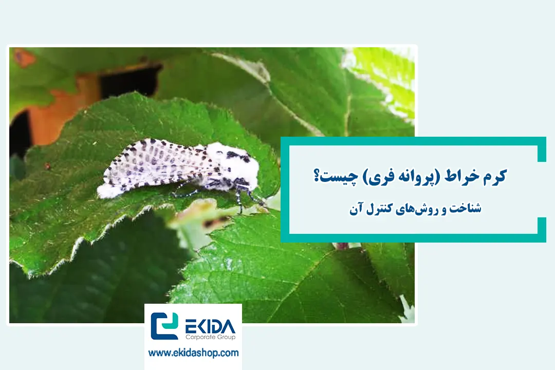 کرم خراط چیست؟