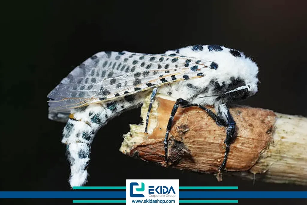 کرم خراط یا پروانه فری