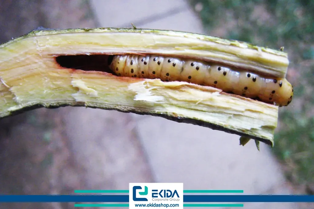 لارو کرم خراط