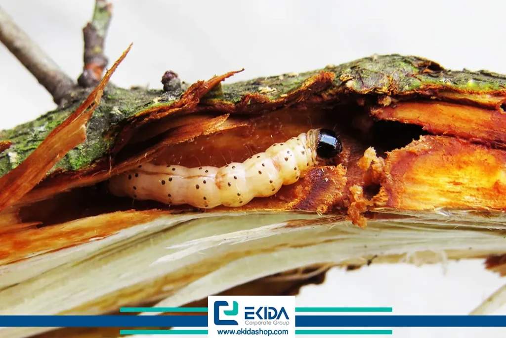 آسیب کرم خراط