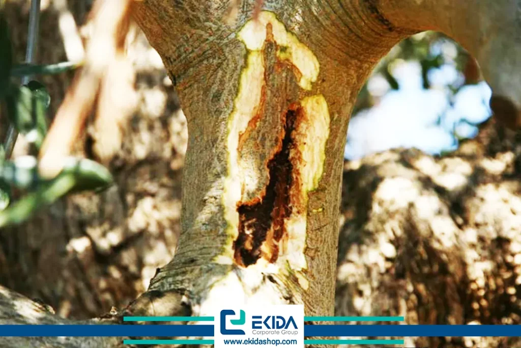 خسارت کرم خراط به تنه درخت