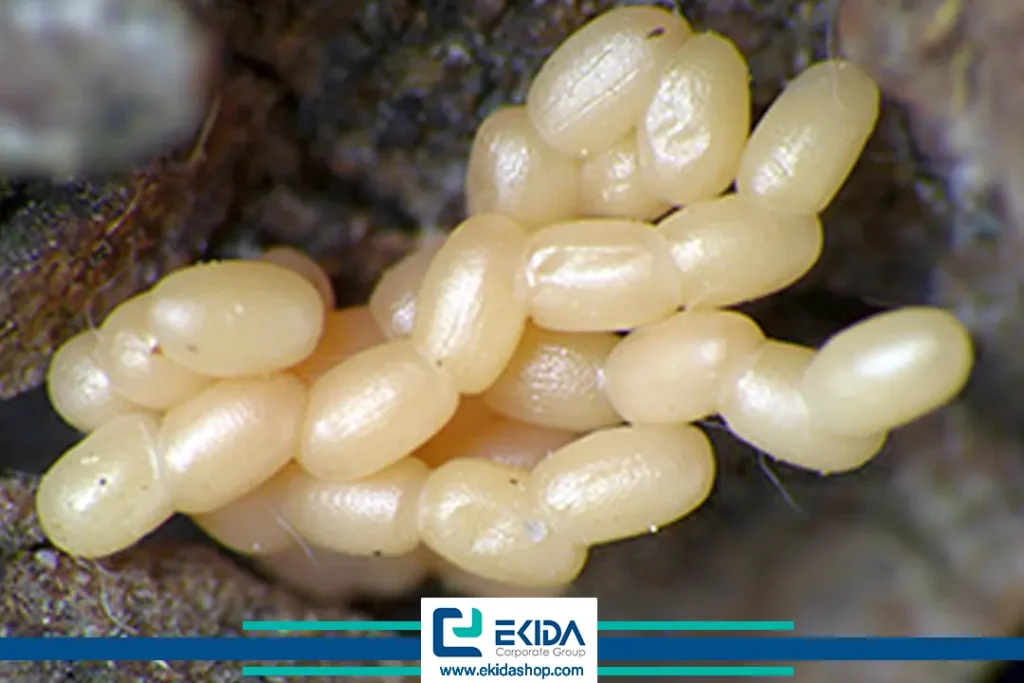 تخم کرم خراط