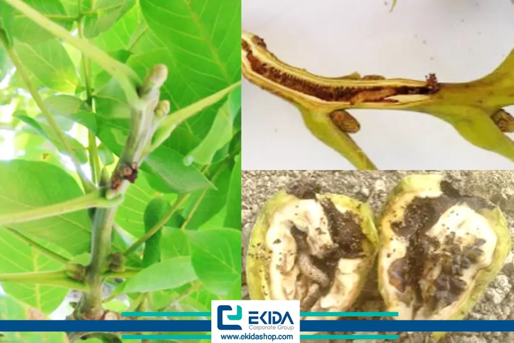 خسارت کرم خراط