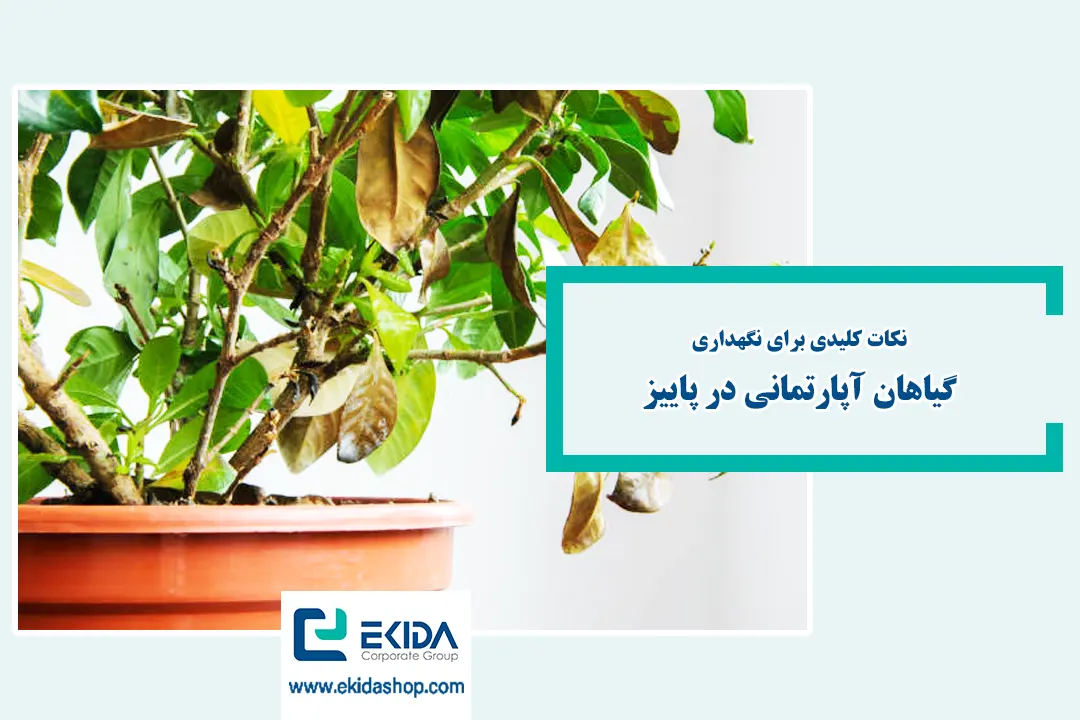 نگهداری گیاهان آپارتمانی