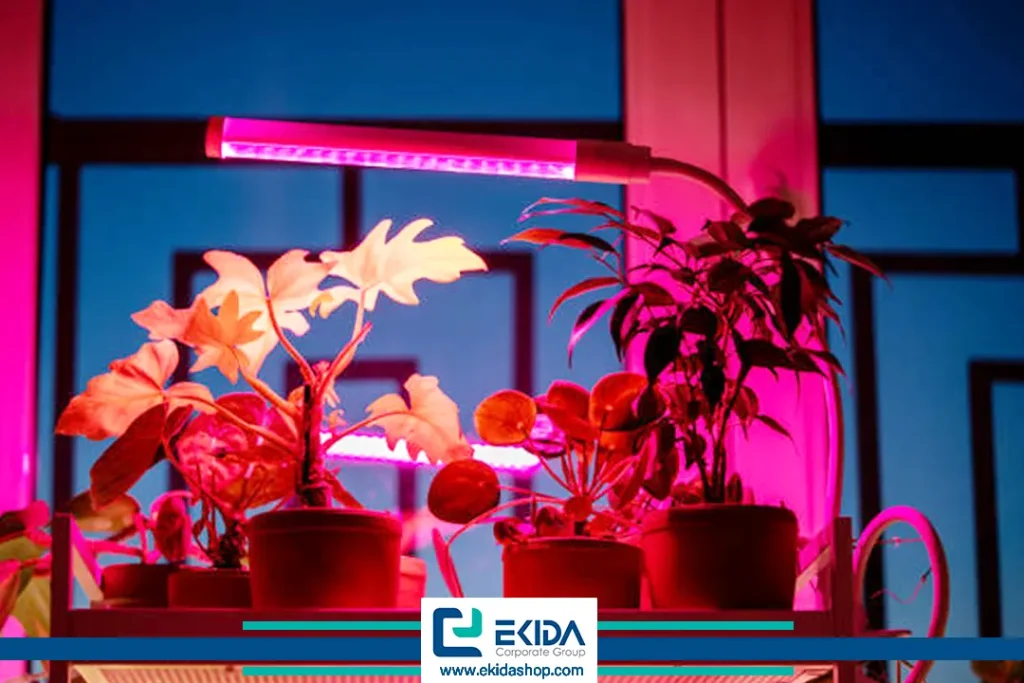 نوردهی گیاهان در پاییز