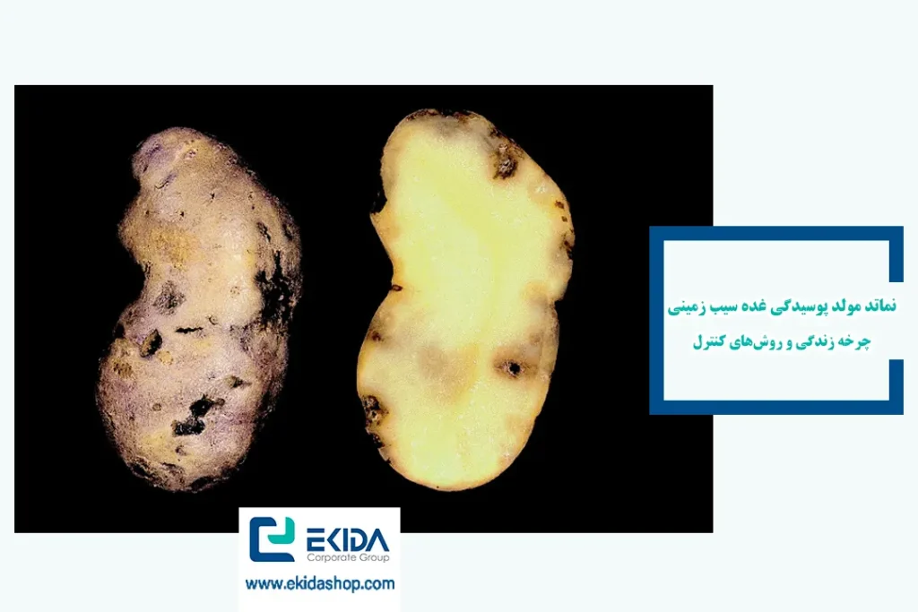 نماتد مولد پوسیدگی غده سیب زمینی