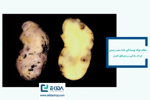 نماتد مولد پوسیدگی غده سیب زمینی