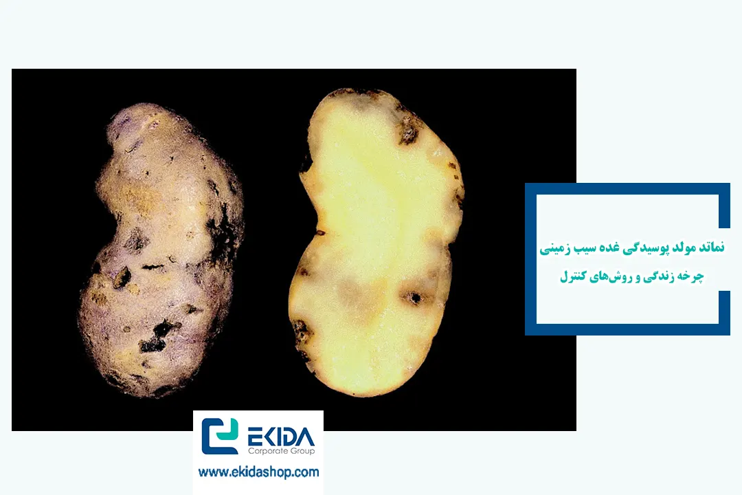 نماتد مولد پوسیدگی غده سیب زمینی