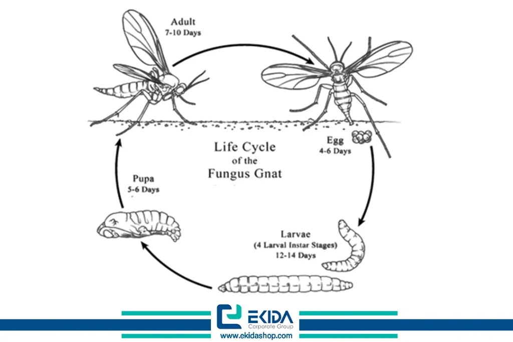 روند زندگی پشه سیاه گلدان