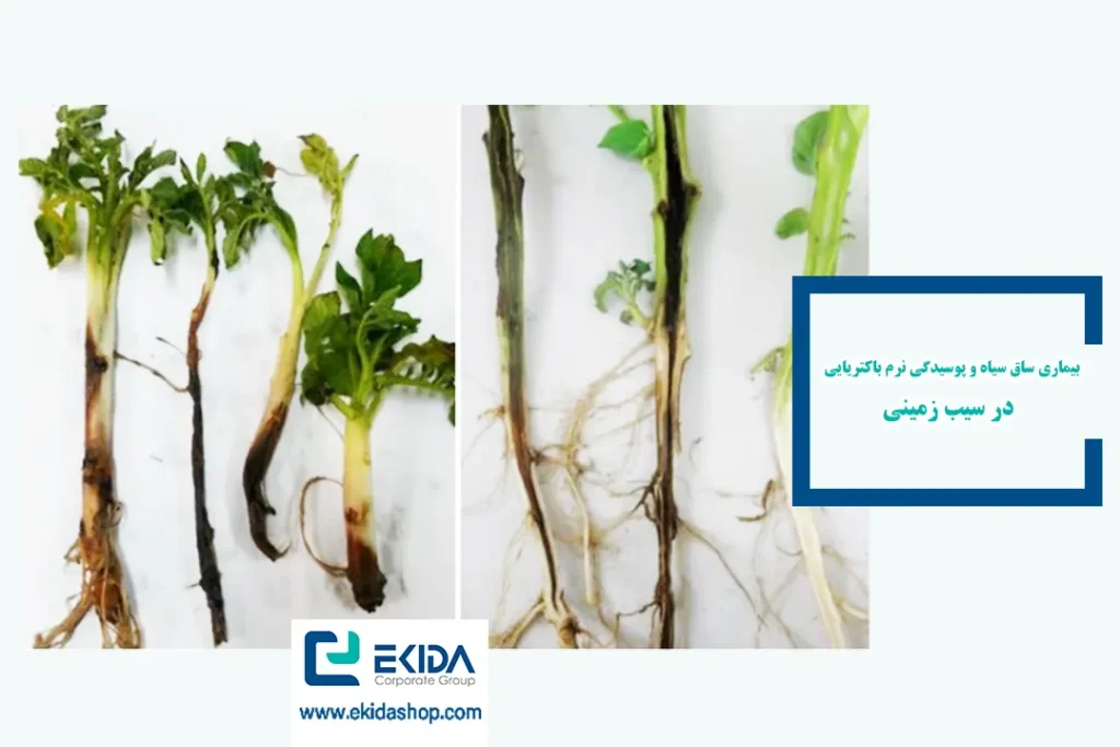 بیماری ساق سیاه و پوسیدگی نرم باکتریایی در سیب ‌زمینی