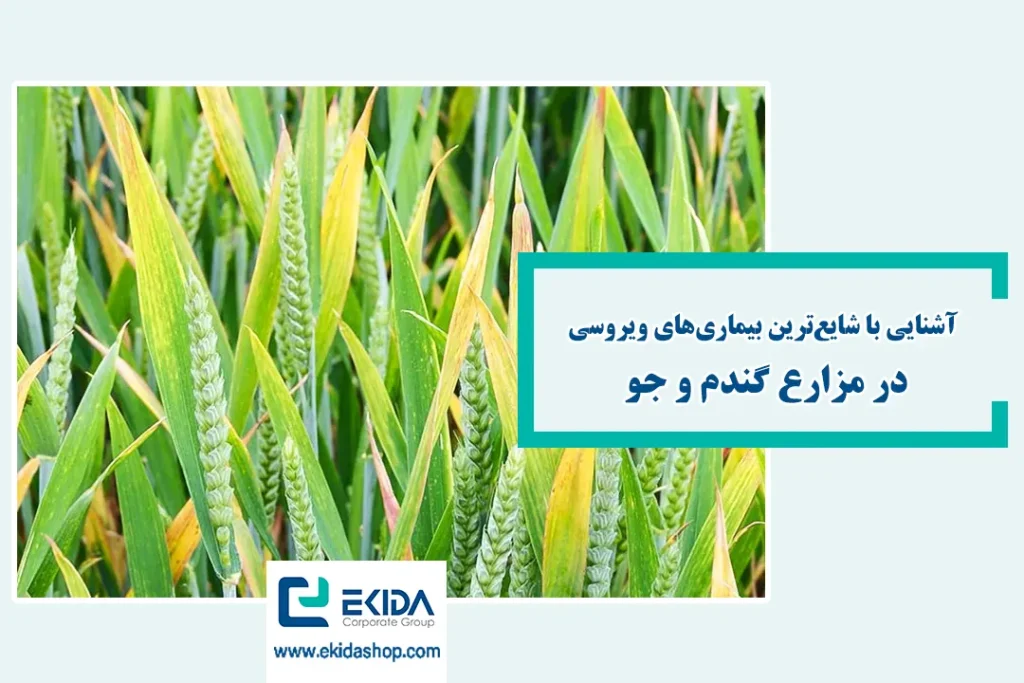 شایع‌ترین بیماری‌های ویروسی گندم و جو