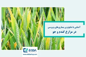 شایع‌ترین بیماری‌های ویروسی گندم و جو