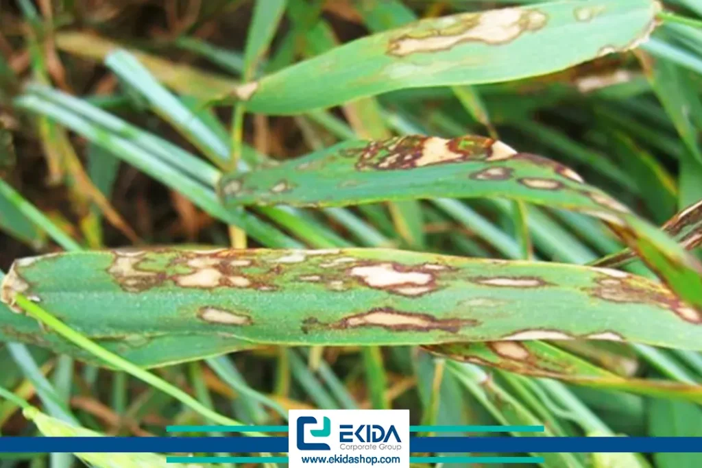 بیماریهای ویروسی در مزارع گندم و جو