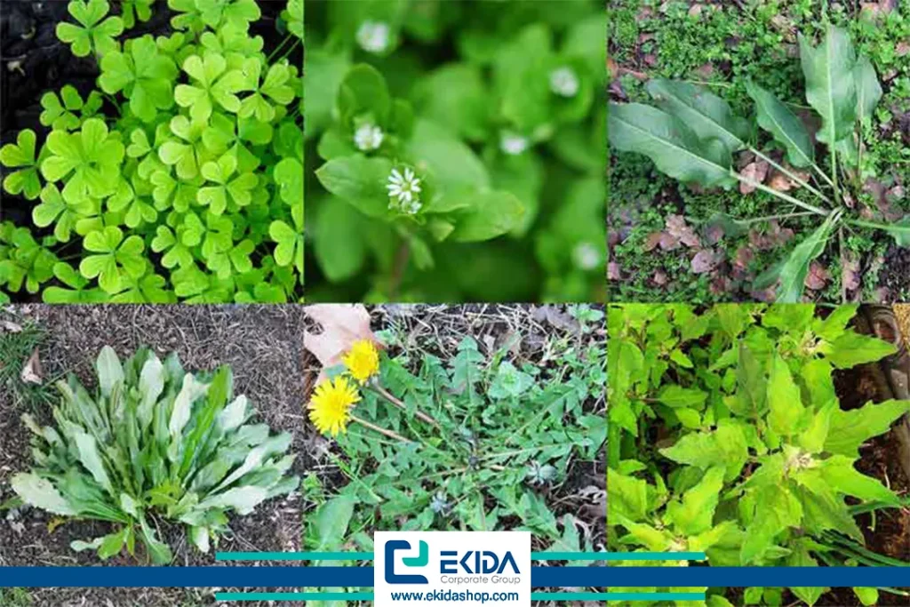 انواع علفهای هرز باغات