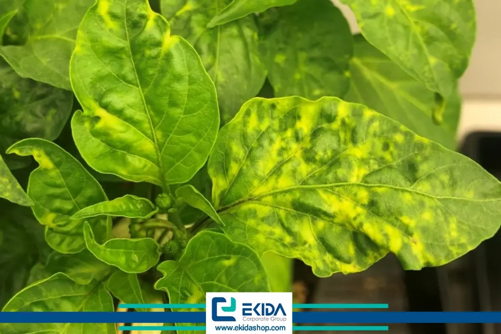 ویروس موزاییک یونجه