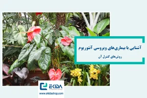 بیماری‌های ویروسی آنتوریوم