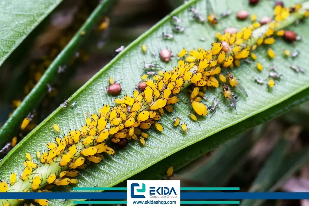 آفات گلخانه‌ای