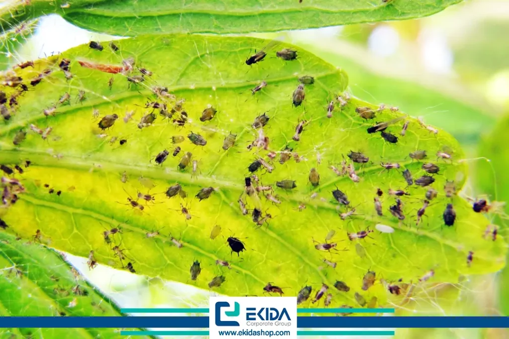 شته Aphis gossypii