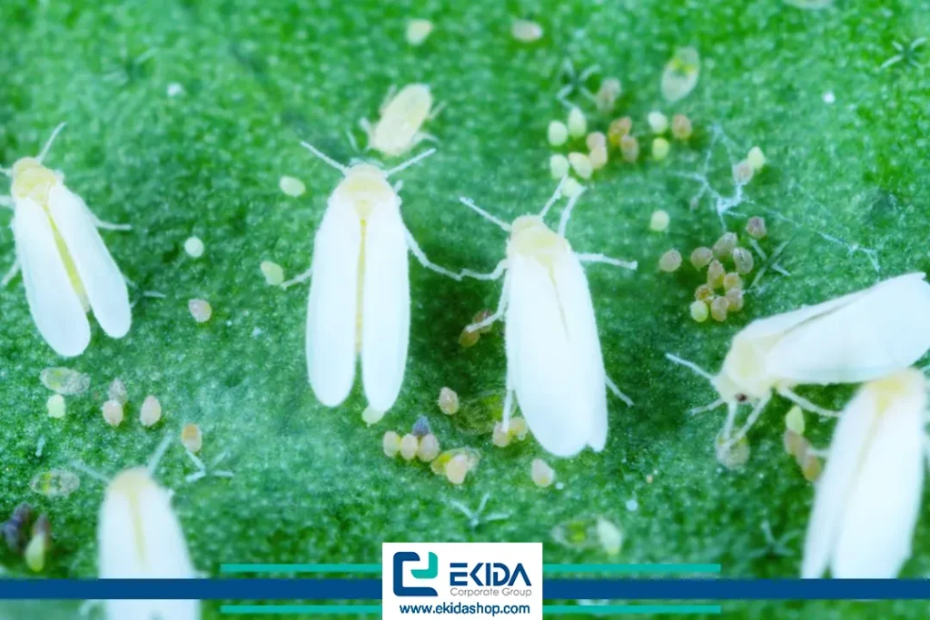 سفید بالکها