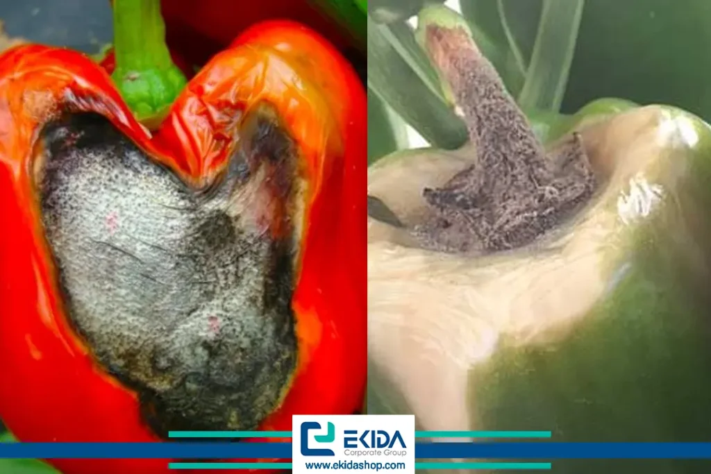 کپک خاکستری 