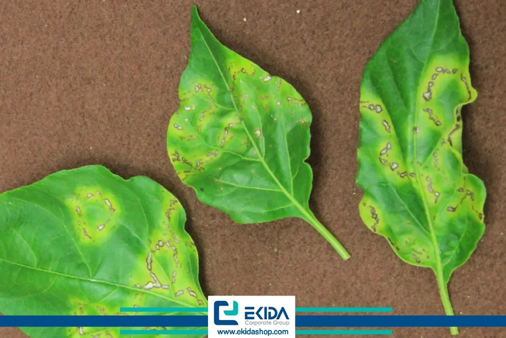 ویروس موزاییک خیار