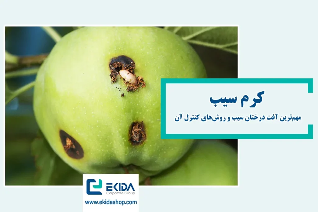 معرفی کرم سیب