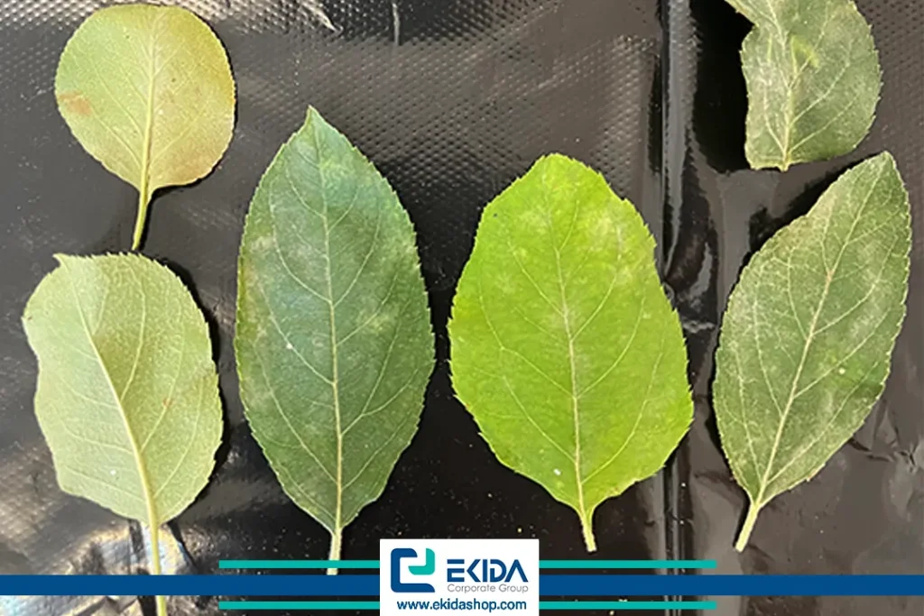 مشاهده کرم سیب روی برگ