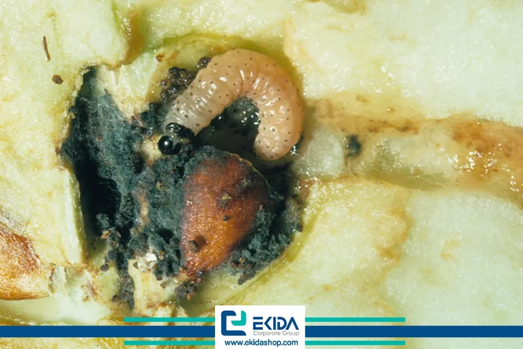 نابودی کامل میوه سیب با کرم سیب