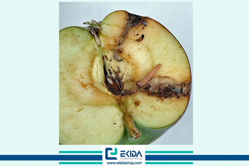 آسیب کرم سیب به میوه