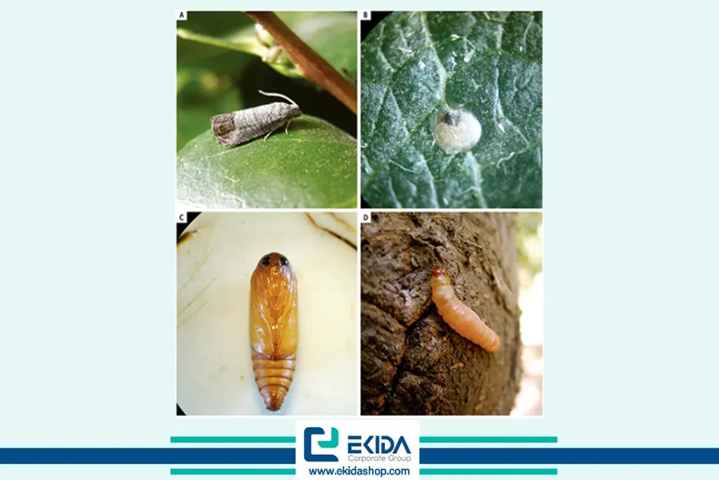 مراحل رشدی کرم سیب