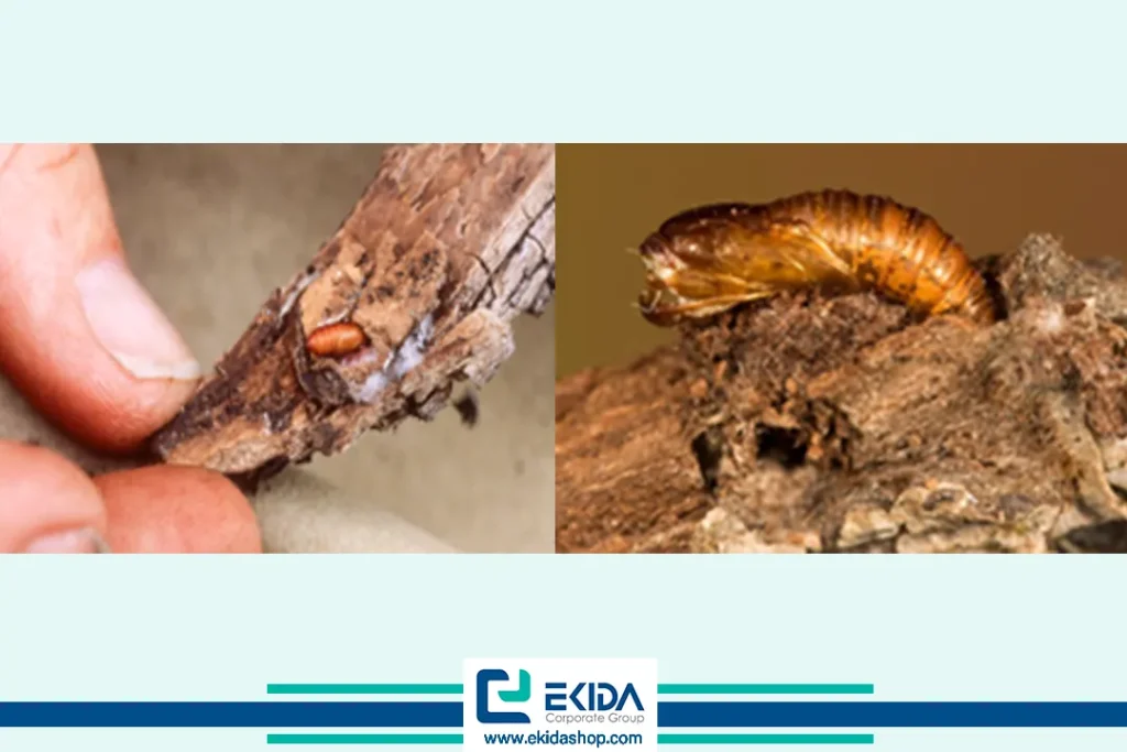 کرم سیب در تنه درخت