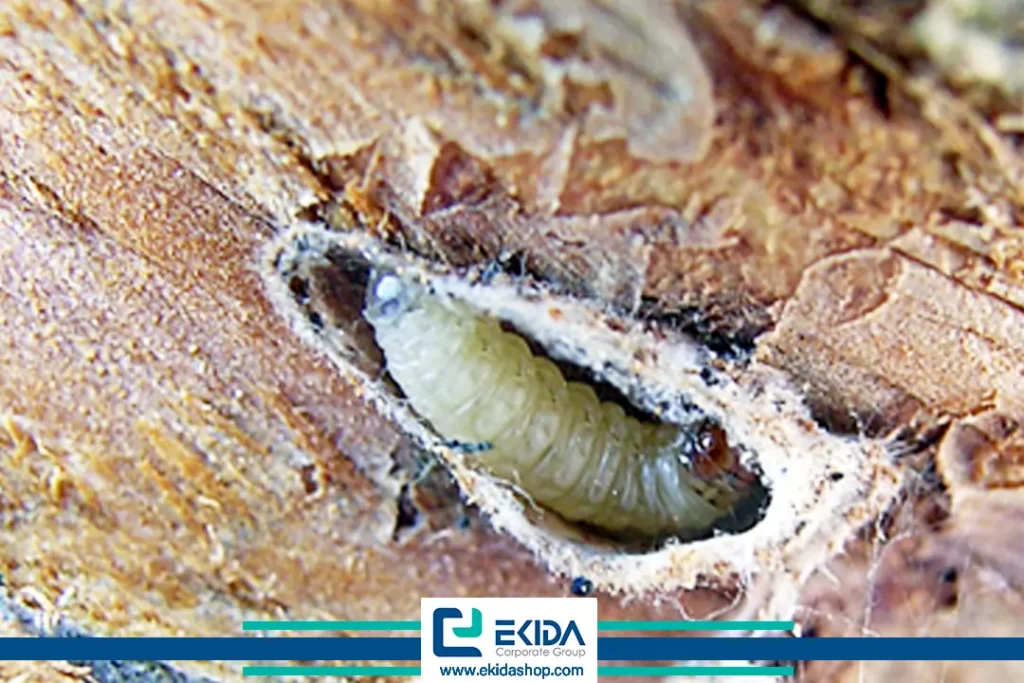 لارو کرم سیب