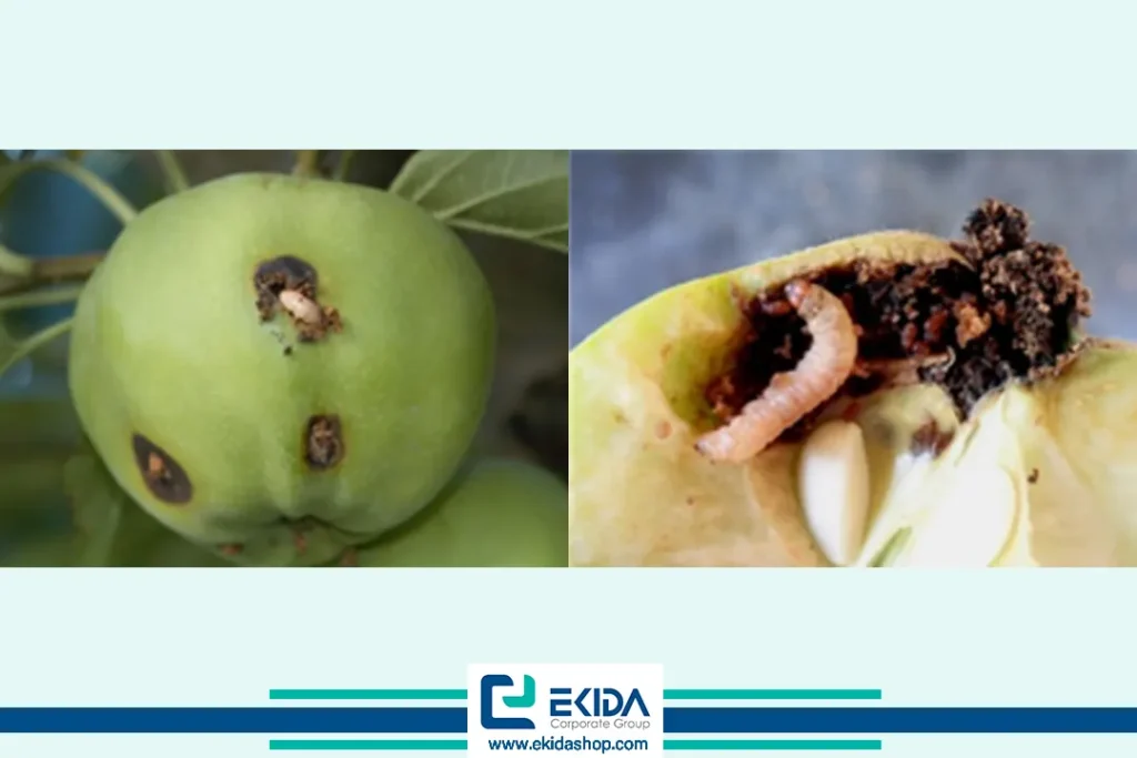 کرم سیب داخل میوه