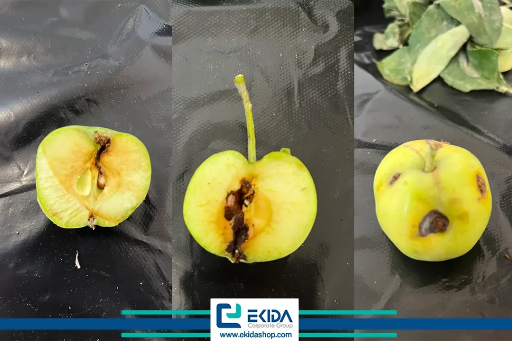 خسارت کرم سیب روی میوه